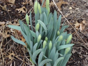 Spring Daffodils growing
