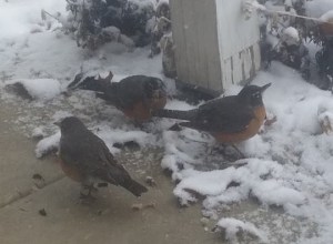 robins and snow 2